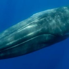 Baleias azuis comem impressionantes 43 kg de microplásticos todos os dias