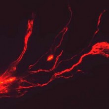 A erupção do vulcão Mauna Loa vista do espaço