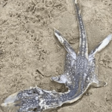 Lista traz criaturas exóticas achadas no litoral brasileiro
