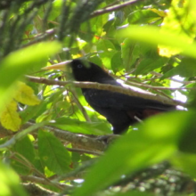 Novos registros ornitológicos para o centro-sul de Minas Gerais (alto Rio Grande)