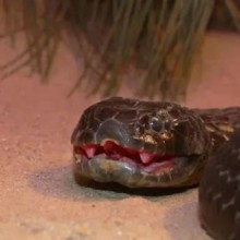 Ilha australiana é habitada por cobras mutantes