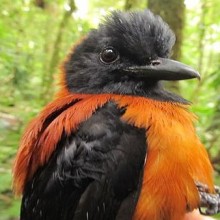 Vocês conhecem o Pitohui? O primeiro pássaro venenoso descoberto pela ciência!