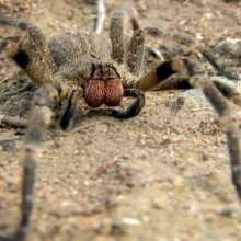 Descubra as 3 aranhas mais perigosas do Brasil