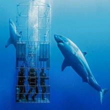 Grande tubarão branco invade jaula de mergulhadores