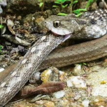 Vídeo mostra serpente canibal recém-descoberta devorando macho da mesma espécie