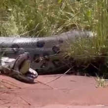 Cobra sai viva e consegue fugir após ser engolida por sucuri canibal gigante