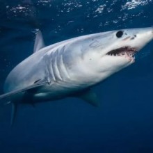 Carne de tubarão ameaçado está sendo servida como peixe com batatas fritas na Austrália