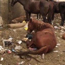 O abuso dos cavalos ​​no turismo no Egito