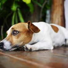 14 comportamentos comuns dos cachorros e seus significados