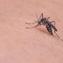 Equador liberará mosquitos estéreis em Galápagos