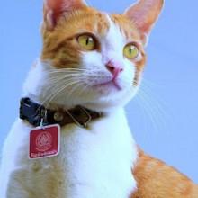 Coleira em gatos - Como evitar o enforcamento