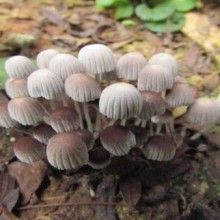 Quem são os cogumelos? Descubra 10 que são comestíveis e venenosos mortais!