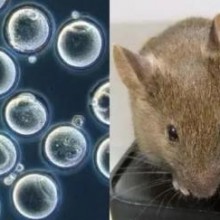 Ratos saudáveis ​​criados a partir de 2 pais são avanço radical na edição genética