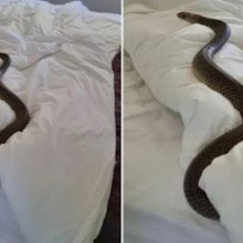 Mulher se assusta ao encontrar uma das cobras mais venenosas do mundo em sua cama
