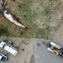 Tubarão-baleia é encontrado morto