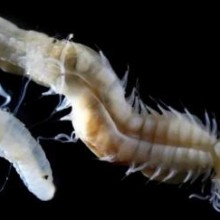 Vermes marinhos fantasmagóricos recém-descobertos parecem saídos do folclore japonês