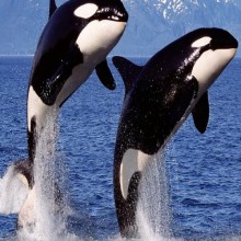 Descubra 5 fatos incríveis sobre as orcas