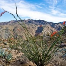 Nem as plantas do Deserto de Sonora são imunes às mudanças climáticas
