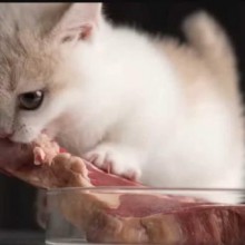 Alimentação natural para gatos: O que é permitido e o que é proibido