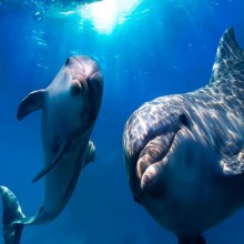 Descobrindo os segredos da comunicação dos golfinhos: Curiosidades fascinantes