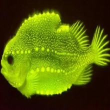 Biofluorescência e Bioluminescência: Como Alguns Animais Brilham na Natureza