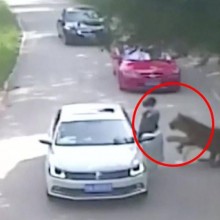 Mulher é arrastada por tigre em safári na China