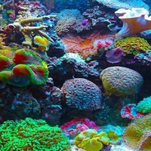 O colorido mundo dos corais: venha descobrir um mundo belo e frágil