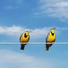 Afinal, por que os pássaros não tomam choque ao ficar nos fios dos postes?