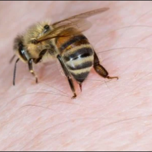 Por que uma abelha morre logo após picar você?