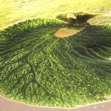 Descubra a lesma-do-mar Elysia chlorotica que incorpora genes de alga para fotossíntese