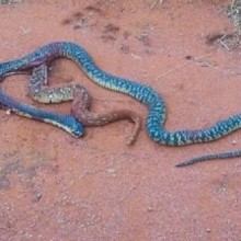 De dentro de outra cobra, serpente faz luta desesperada pela sobrevivência