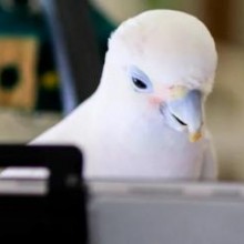 Uma encantadora pesquisa mostra que papagaios adoram bater papo por vídeo com seus amigos