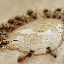 Por que as formigas correição andam em círculos até a morte?