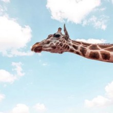 Estudo mostra que girafas podem usar raciocínio estatístico