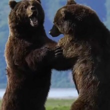 Dois Gigantescos Ursos Lutam Ferozmente no Alasca