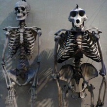 Semelhanças entre esqueletos humanos e de gorilas