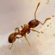 Um parasita triplica o tempo de vida das formigas