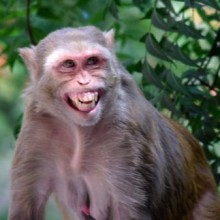 Macacos machos em uma pequena ilha fazem muito mais sexo entre si do que com fêmeas