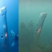 O peixe gigante com buracos misteriosos achado em Taiwan