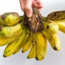 Saiba como a banana favorita do mundo acabou extinta