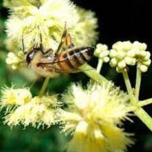 Mais de 100 milhões de abelhas morrem após uso indevido de agrotóxico