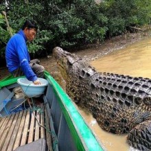 Pescador na Indonésia mantém amizade com crocodilo gigante por 26 anos