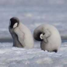 Colônias de reprodução de pinguins falham catastroficamente à medida que o gelo desaparece