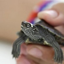 Salmonella ligada a tartarugas adoece 26 e leva a 9 hospitalizações nos EUA