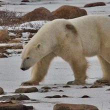 ‘Capital mundial dos ursos polares’ em breve será invadida por um número recorde de ursos