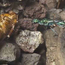 Descubra a vespa-esmeralda que transforma baratas em zumbis!