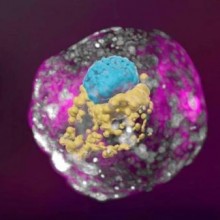 Cientistas criam 1º modelo de embrião humano com apenas células-tronco
