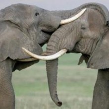 Incrível descoberta afirma que os elefantes têm “nomes” específicos uns para os outros