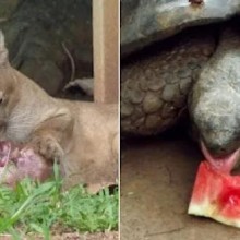 Calor leva zoológico a alimentar animais com picolé