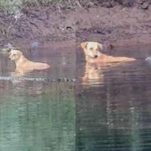 Crocodilos salvam cachorro perseguido por matilha em ato de “empatia”
